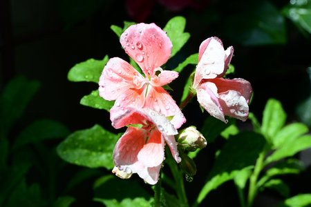 Pink geranium flowers with water drops on petals and green leaves