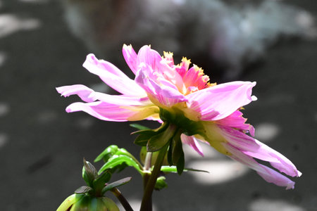 pink dahlia flower in garden, closeup of photoの写真素材