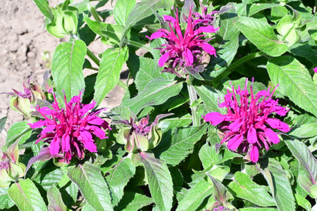 Bergamot (Monarda angustifolia)の写真素材