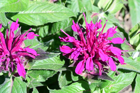 Monarda bergamot, also known as Bergamot, is a flowering plant in the monarda family.の写真素材