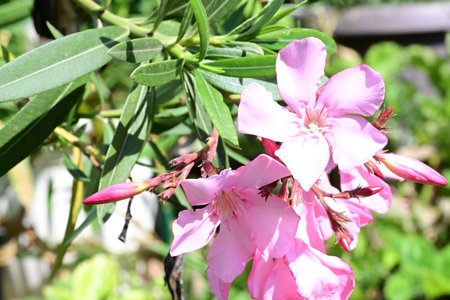 Pink oleander flowers blooming in the garden on a sunny day