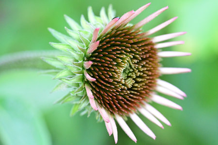 Echinacea purpurea flower in garden, closeup of photoの写真素材