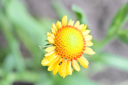 beautiful flower in the garden, close up of yellow daisy