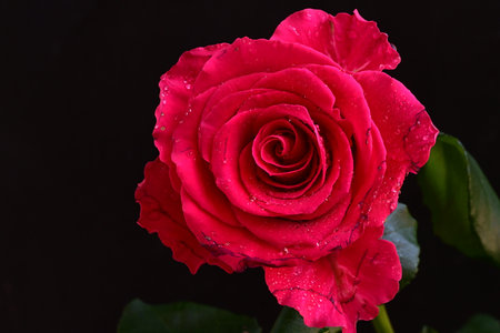 red rose with water drops on the petals on a black background