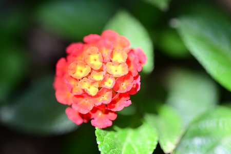 lantana camara flower, close up of beautiful red flower