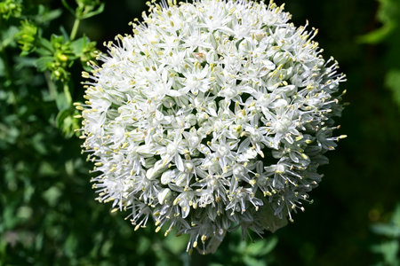Allium giganteum. Allium giganteum is an ornamental plant with white flowers.