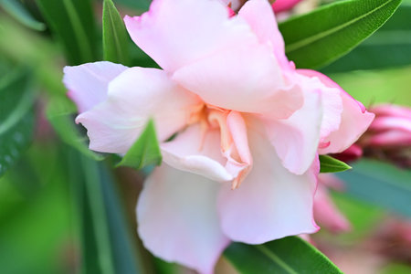 Pink oleander flower blooming in the garden, stock photo