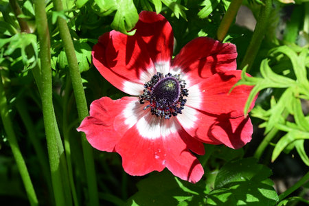 red anemone flower in the garden, closeup of photoの写真素材