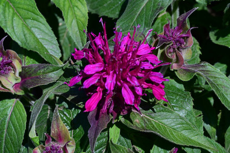 Flower of Monardaの写真素材