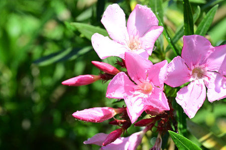Pink oleander flowers in the garden, closeup of photo