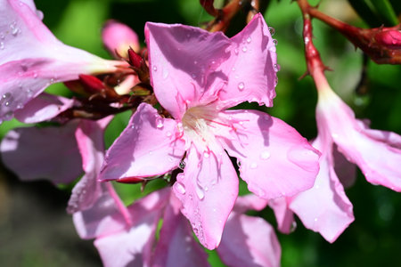 Pink oleander flower with water drops on petals close up
