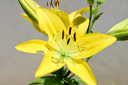 Yellow lily flower in the garden on a gray background close up
