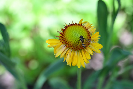 Bee on yellow flower in the garden. Shallow depth of field.の写真素材