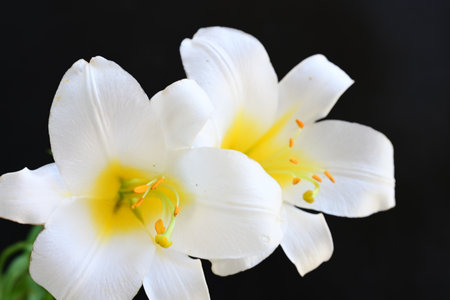 White lilies on a black background, close-up, macroの写真素材