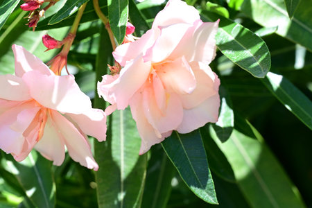 Pink oleander flowers in the garden, closeup of photo