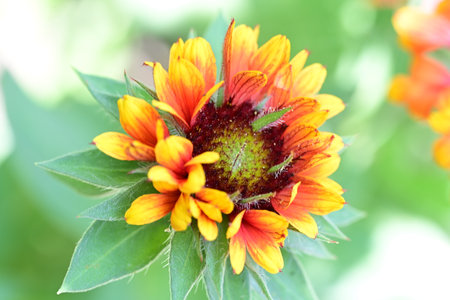 Beautiful red and orange flower of Gaillardia pulcherrimaの写真素材