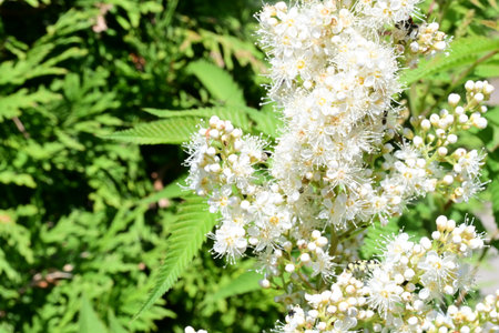 White flowers of a spirea (Spiraea japonica)
