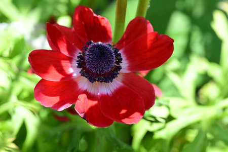 Red anemone flower in the garden on a sunny summer day