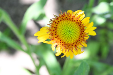 Yellow flower of Gaillardia pulcherrima in the gardenの写真素材