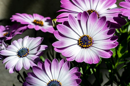 Close up of beautiful purple and white osteospermum flowers.の写真素材