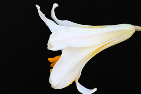 White lily on a black background, close-up, macroの写真素材