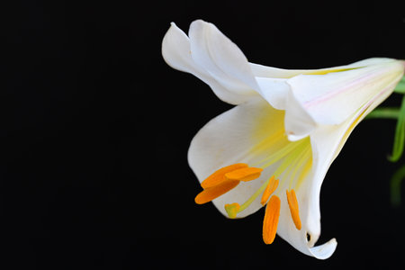 White lily on a black background. Close-up. Studio photography.の写真素材