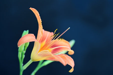 Beautiful orange lily flower on black background, close-upの写真素材