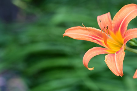 Orange lily flower in the garden on green background with copy spaceの写真素材