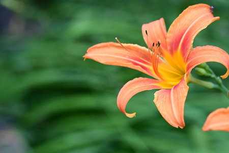 Orange lily flower on blurred green background, shallow depth of fieldの写真素材