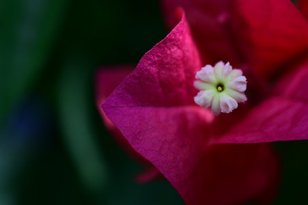 Close up of red bougainvillea flower in the garden