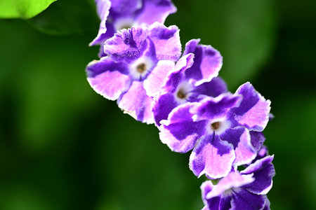 Purple flowers on green background. Selective focus with shallow depth of field.の写真素材