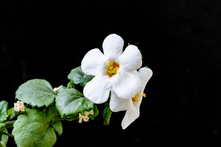 White flower of African violets on a black background closeupの写真素材