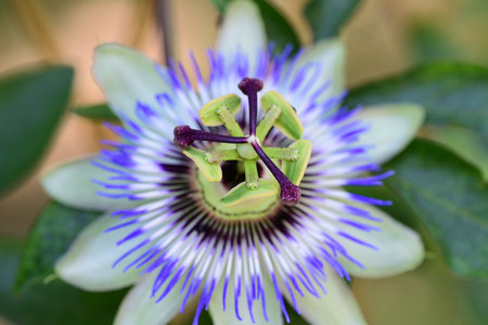 Passion fruit flower, Passiflora caeruleaの写真素材