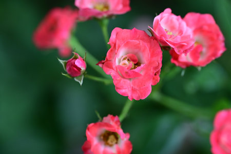 Pink roses in the garden, Roses are beautiful with a beautiful sunny day.の写真素材