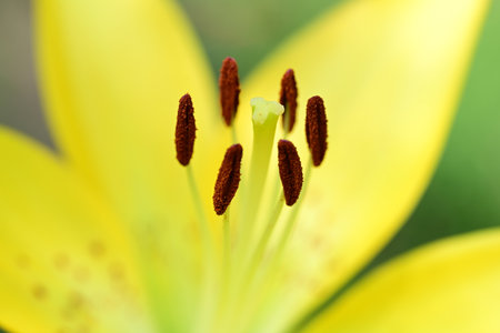 close up of yellow lily stamen and pistil in gardenの写真素材