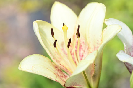 Beautiful lily flower on nature background. Close-up.の写真素材
