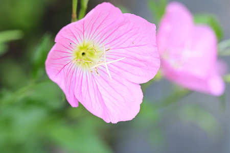 Pink Evening Primrose (Oenothera pratensis)の写真素材