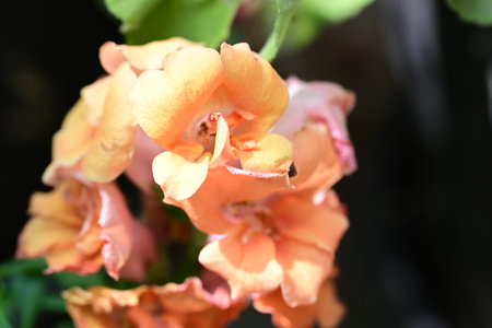 Beautiful orange flowers in the garden, closeup of photo.