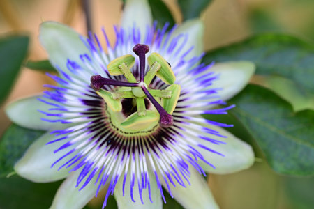 passion flower in the garden, nature background. Passiflora caeruleaの写真素材