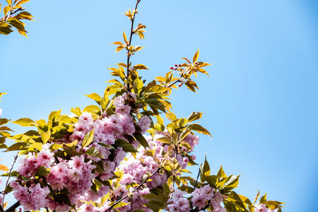 cherry blossom, pink sakura flowers on blue sky background