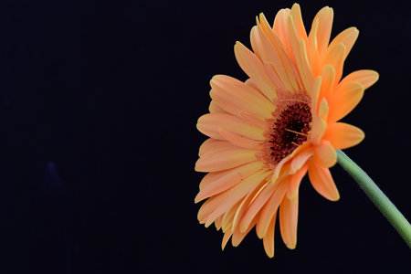 Orange gerbera flower isolated on a black background with copy spaceの写真素材