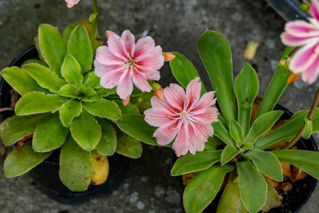 Close up of pink flower in pot on concrete floor background, selective focusの写真素材