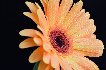 Orange gerbera with water droplets on petals, isolated on black backgroundの写真素材