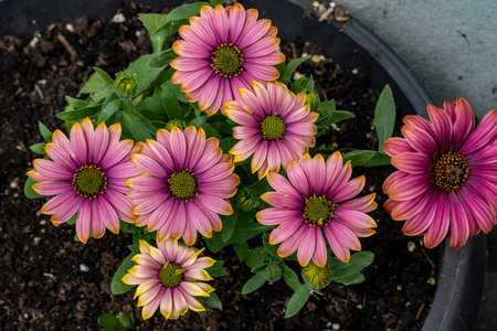 Purple and pink osteospermum flowers in a pot.