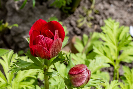 Beautiful red anemone flower in the garden on a sunny dayの写真素材