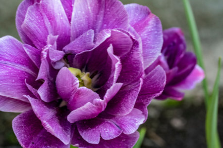 Purple tulip with raindrops on the petals close up