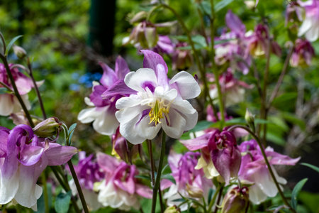 Aquilegia vulgaris, commonly known as the common columbine, is a species of flowering plant in the family Ranunculaceae.の写真素材