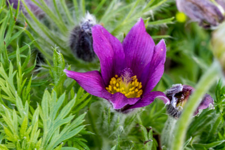 Pulsatilla patens (Pulsatilla patens)