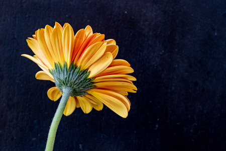 Yellow gerbera flower on black background with copy space for textの写真素材