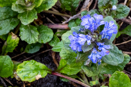 Blue jasmine (Ajuga reptans) blooming in the gardenの写真素材